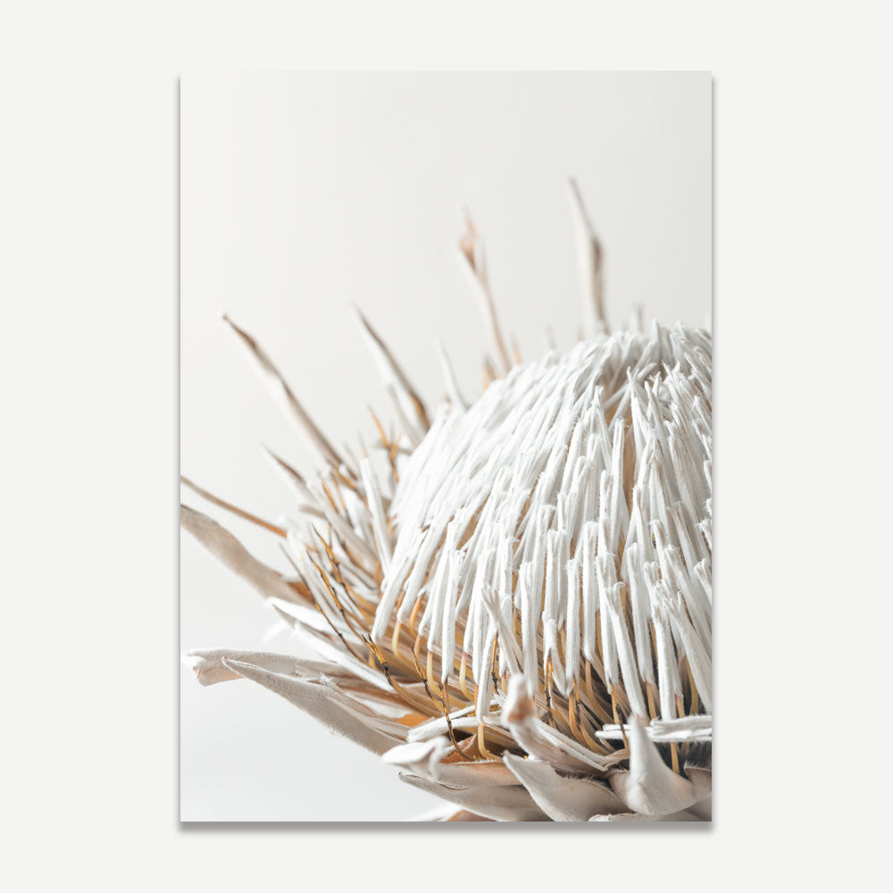 A photographic print of a dry protea flower with a neutral color v