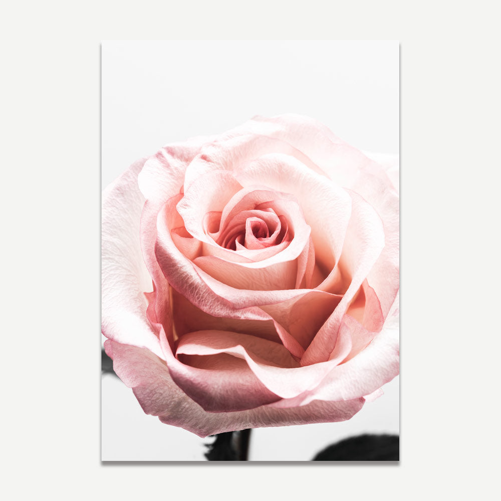 A close-up photograph of a pink rose in bloom, with a blurred background.