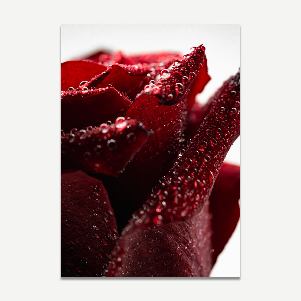Close-up photograph of rain drops on a red rose