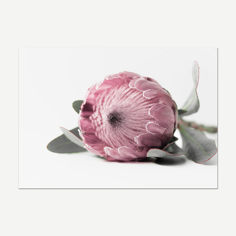 Pink protea flower with green leaves on a white background