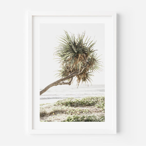 GC Pandanus II