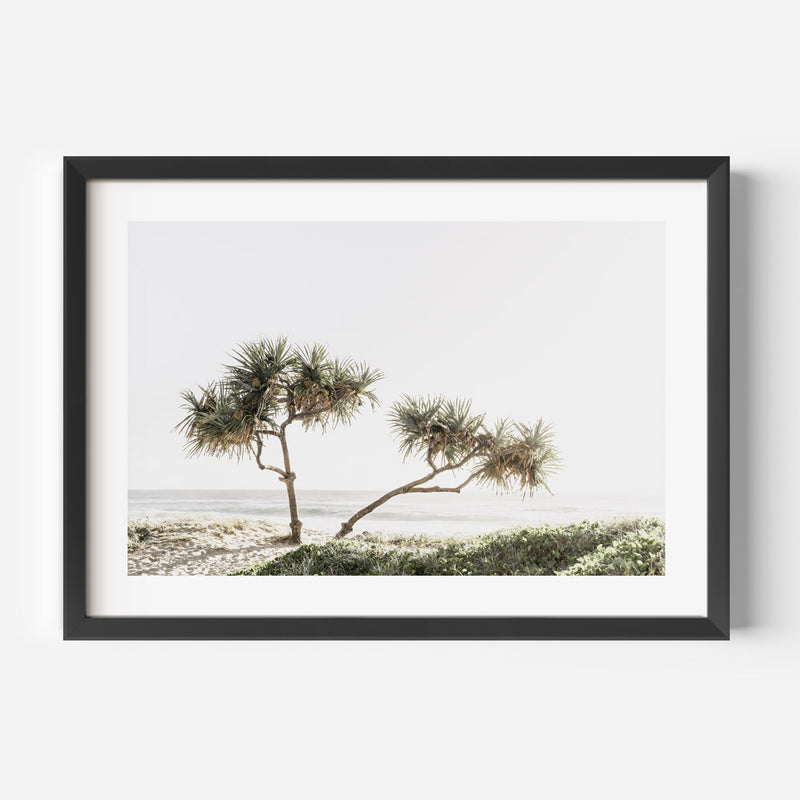 GC Pandanus L