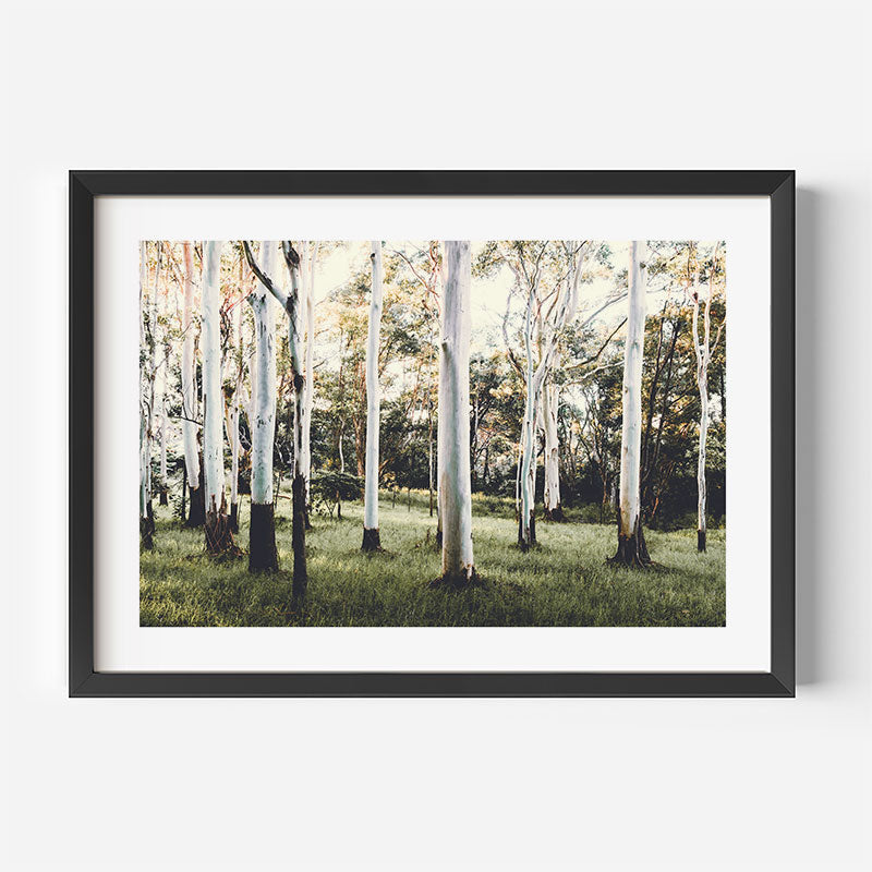 Stunning print of Australian forest with Ghost Gum trees, a unique addition to your wall art collection.