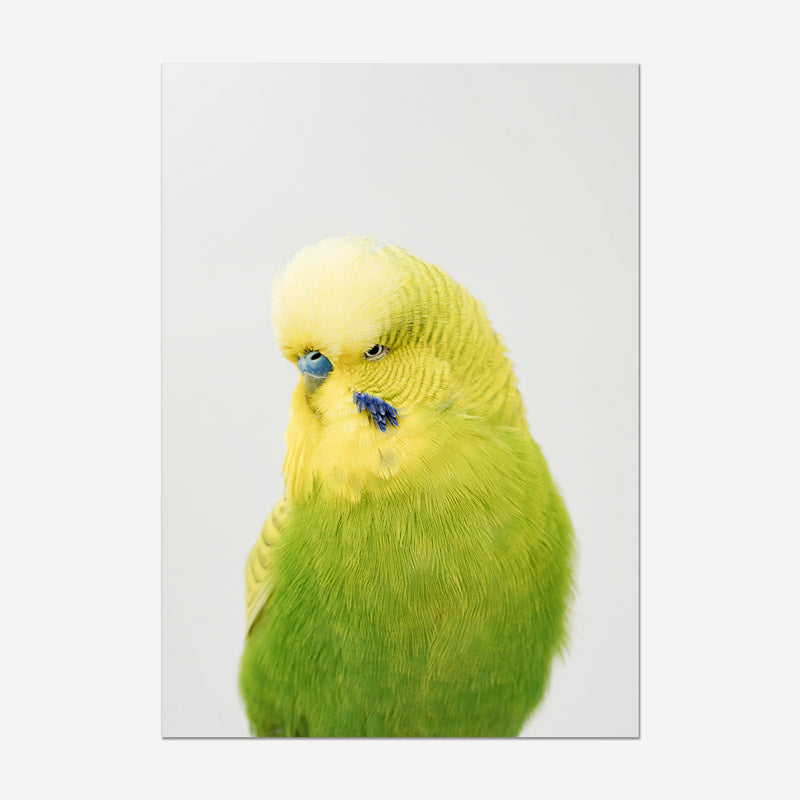 Green parrot on a light grey background