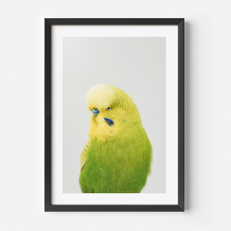 Framed photograph of a green parakeet on a white background