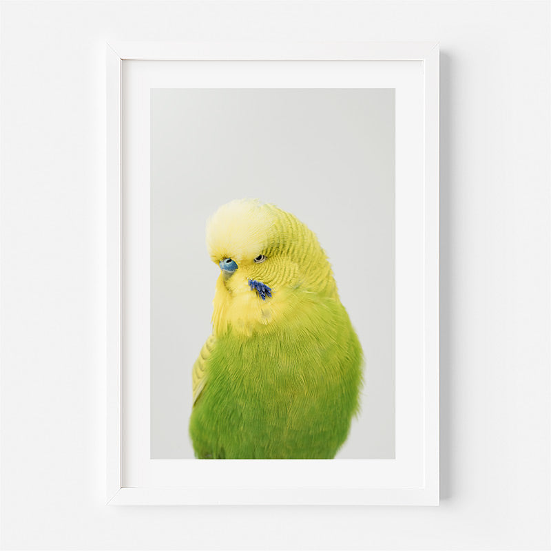 Framed picture of a green parakeet on a white background