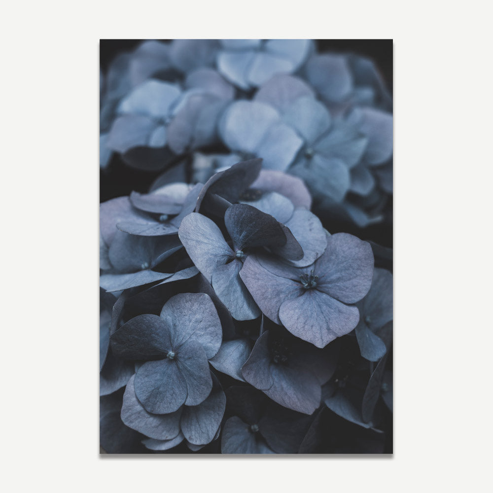 photograph of Hydrangea petals, perfect for botanical enthusiasts and lovers of greenery-inspired decor.