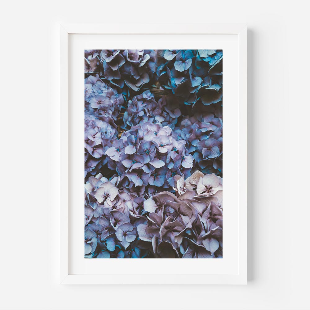 Captivating Hydrangea Blooms canvas print - Perfect for wall decor and home decor.