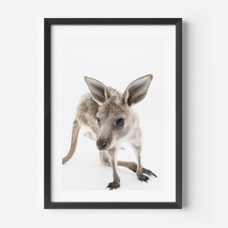Joey II