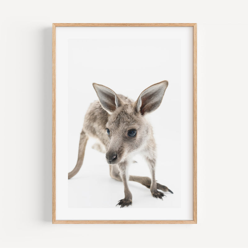 Joey II