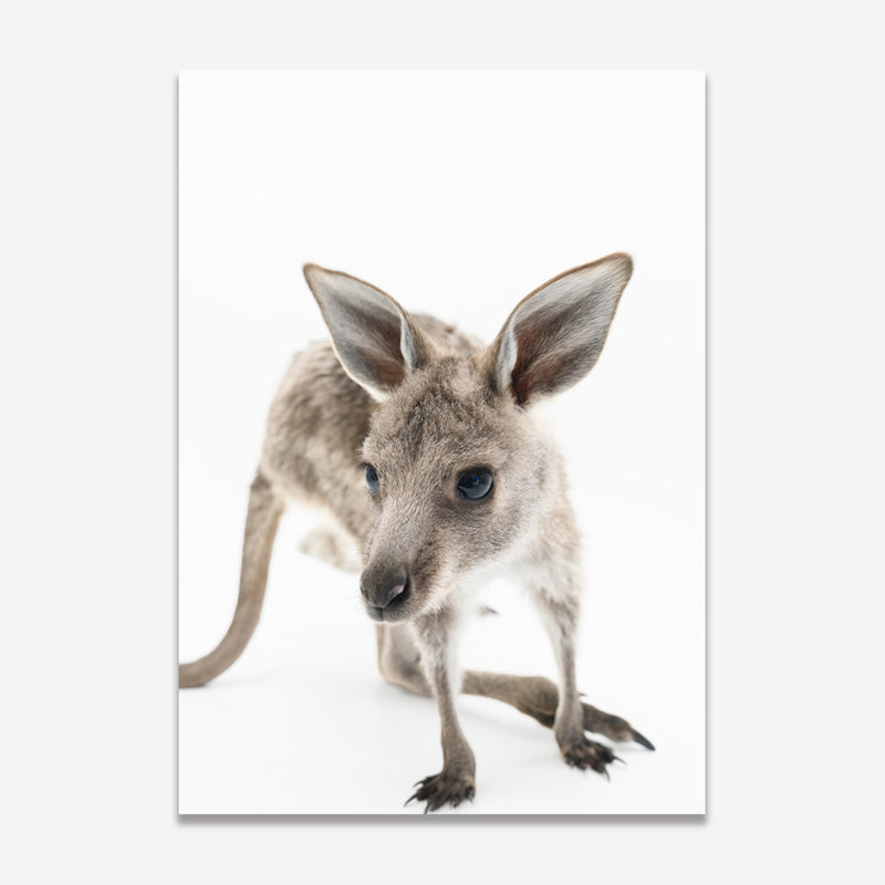 Joey II