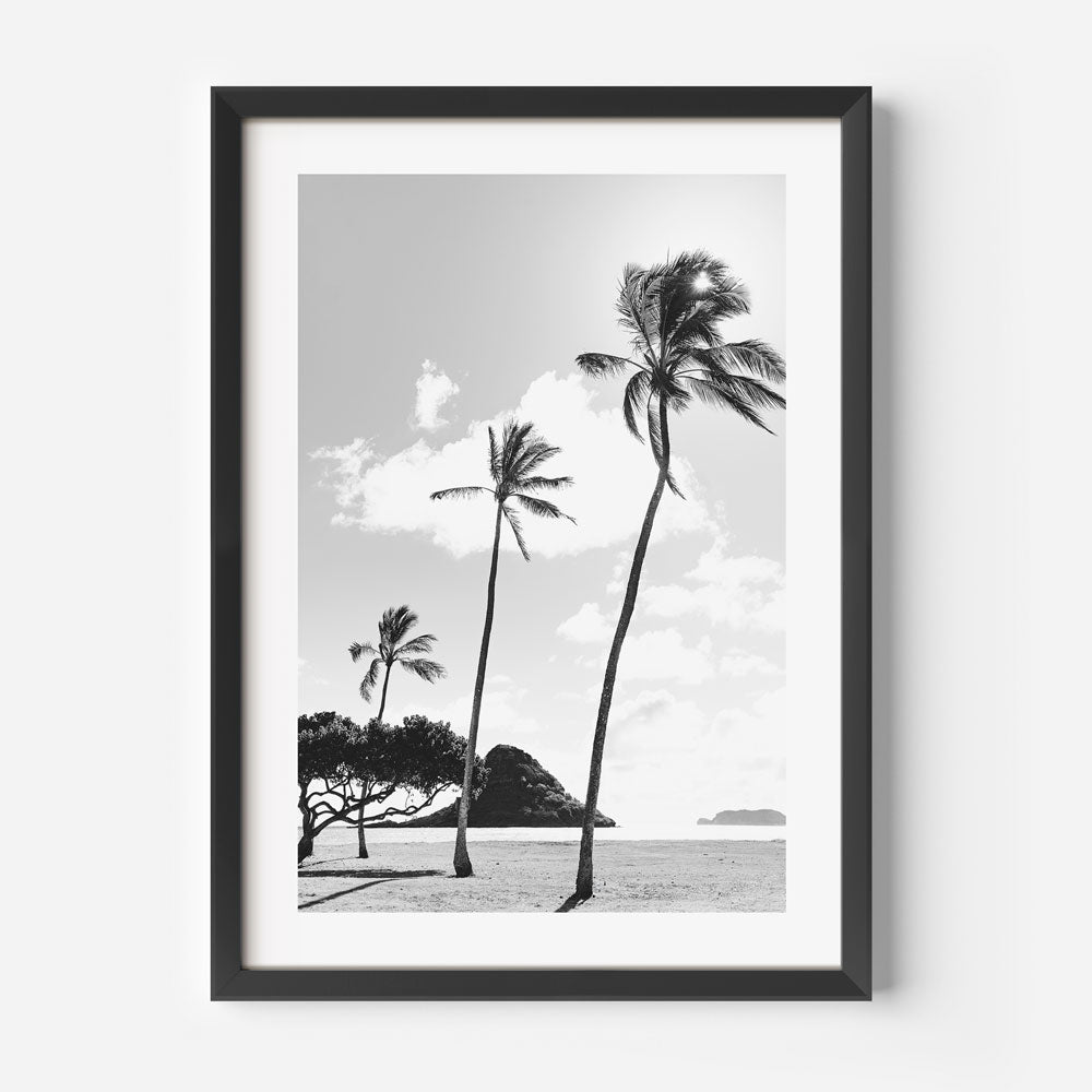 Explore the beauty of Kualoa Point with this captivating black and white canvas print of palm trees - Great for wall artwork.
