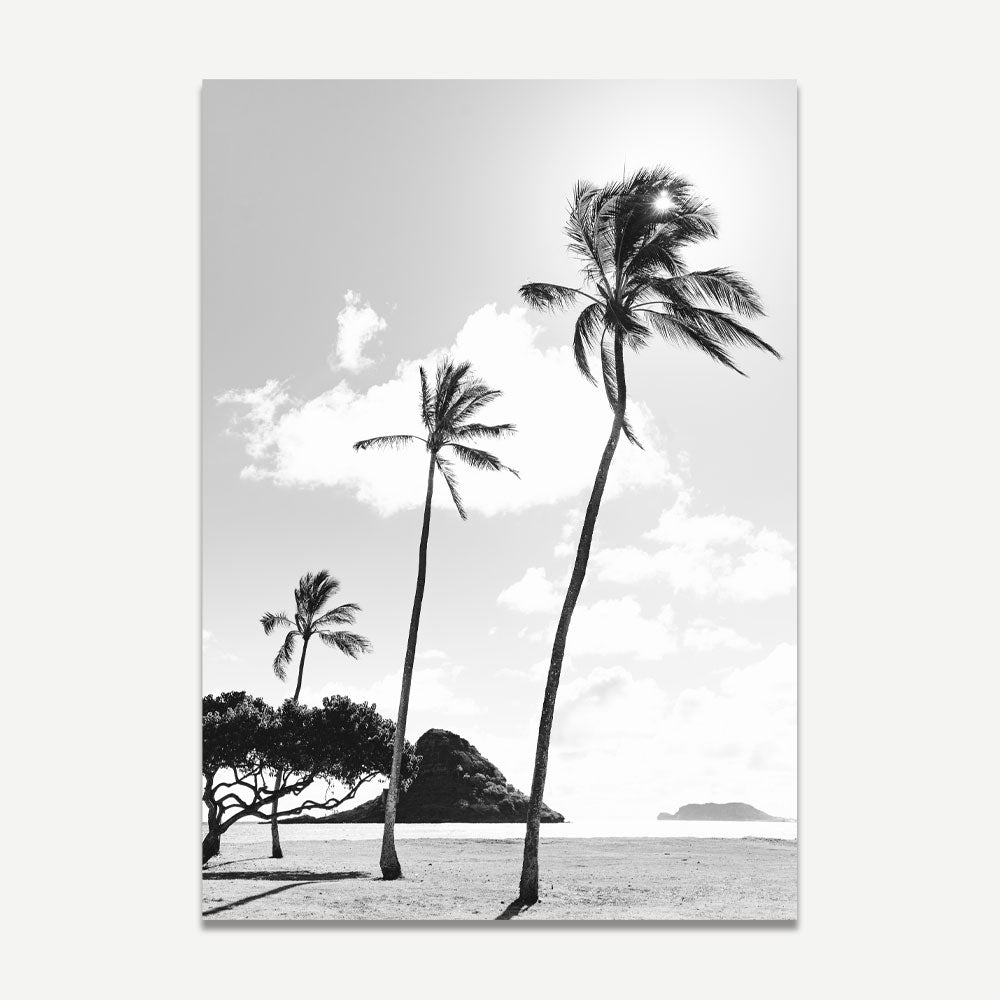 Palm Trees at Kualoa Point BW Canvas Print: Add a touch of nature to your home decor with this beautiful artwork.