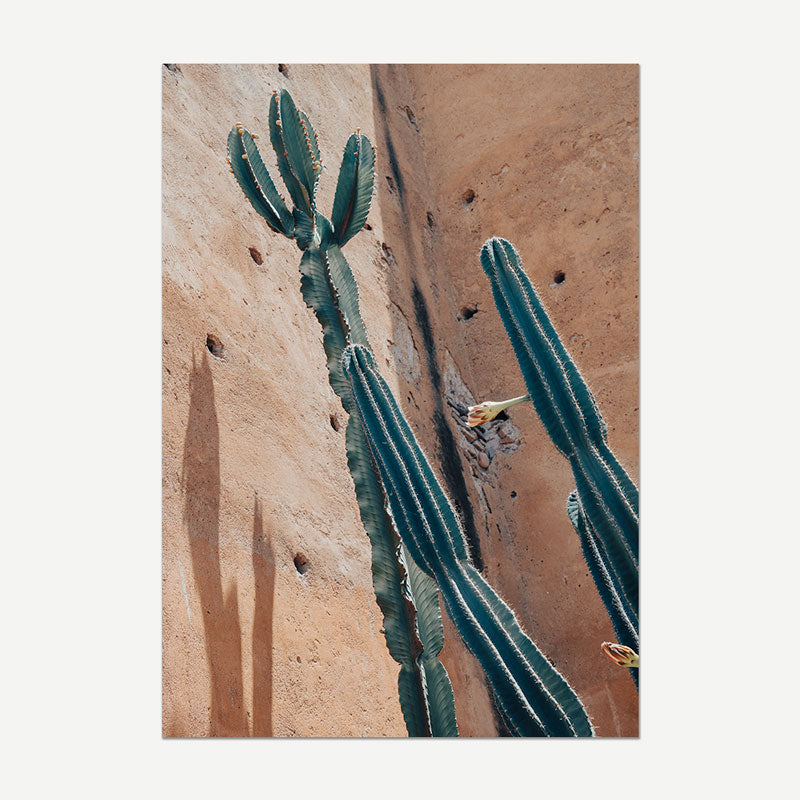 Cactus plants against a textured beige wall
