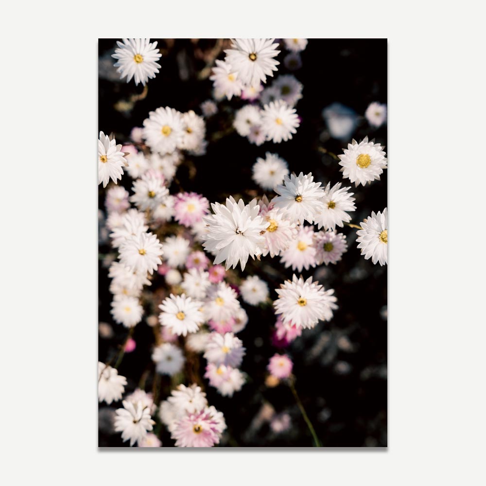 Set of 2 Art Prints - Paper Daisy I & II