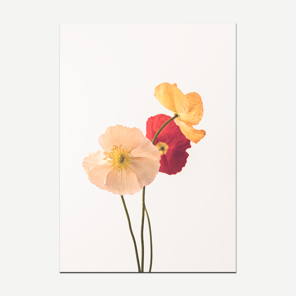 Pastel Poppies Fine Art