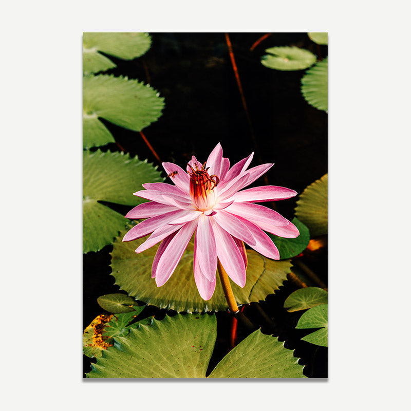 Pink Lotus Singapore Art Print