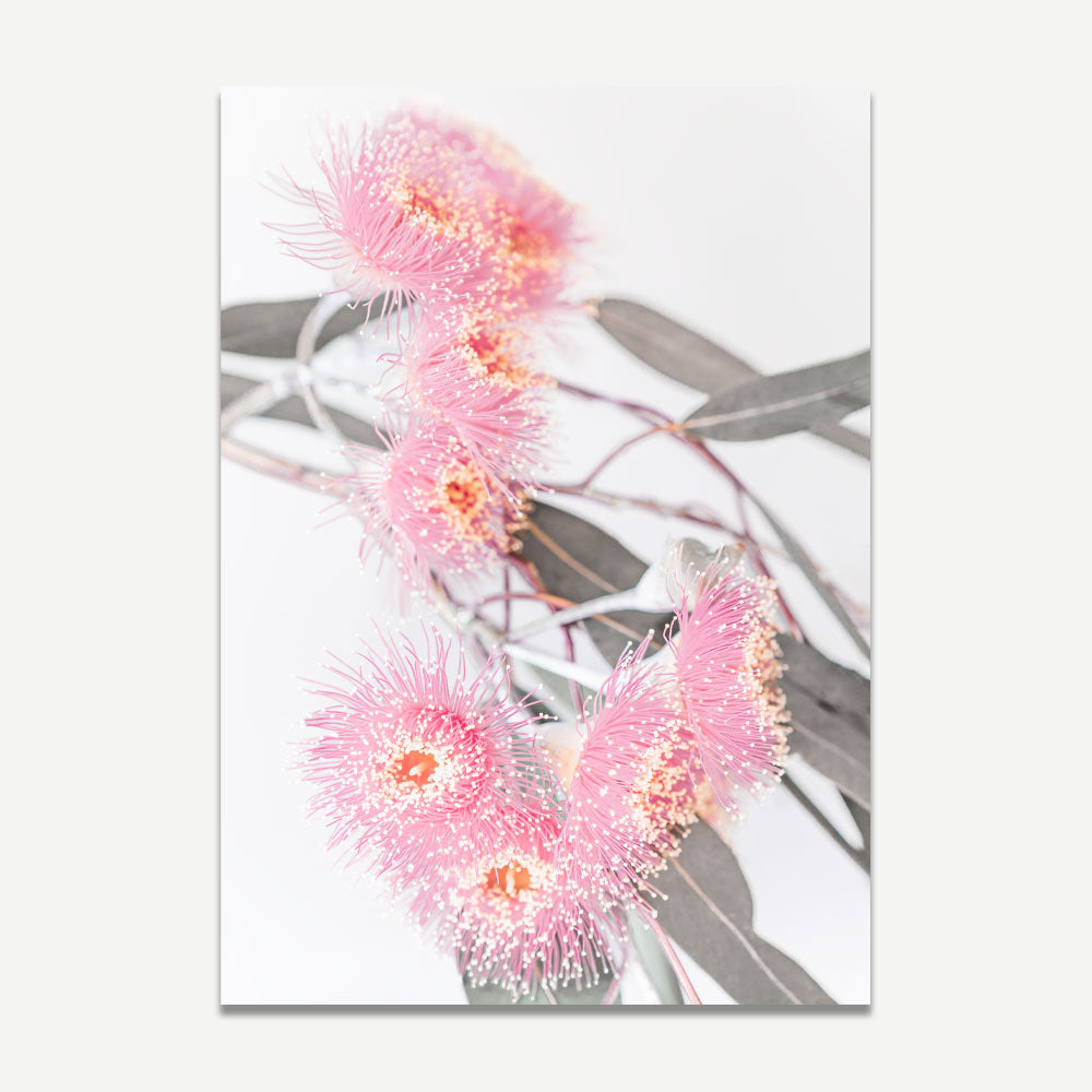 Framed photo of a pink eucalyptus flower, capturing the delicate charm of nature's blooms for your wall decor.