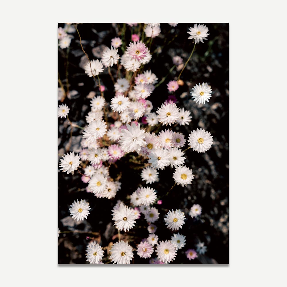 Set of 2 Art Prints - Paper Daisy I & II