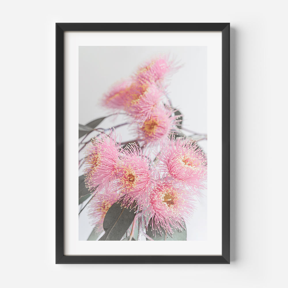 Nature-inspired Wall Art: Canvas print of a pink Eucalyptus flower, bringing the charm of the outdoors into your home decor.