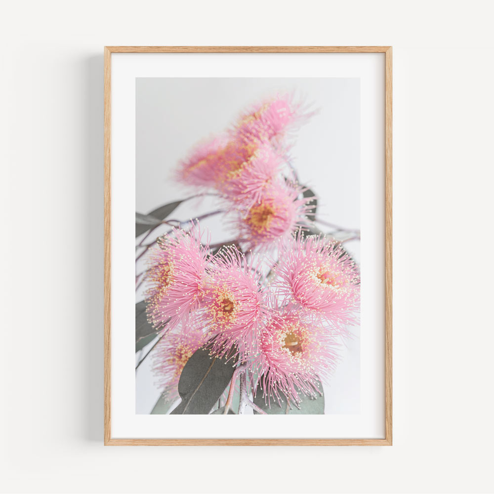 Floral Canvas Framed Print: Elegant depiction of a pink Eucalyptus flower, perfect for enhancing your wall decor with botanical art.