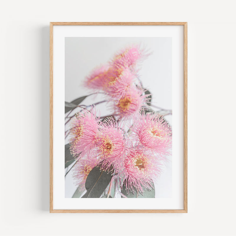 Pink Eucalyptus II