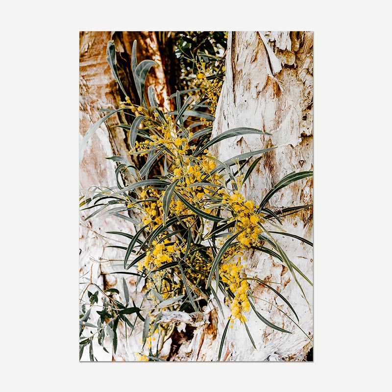 A vertical photographic print of yellow wattle flowers with green leaves growing against a textured white and brown tree trunk, shown centered on a light gray background.