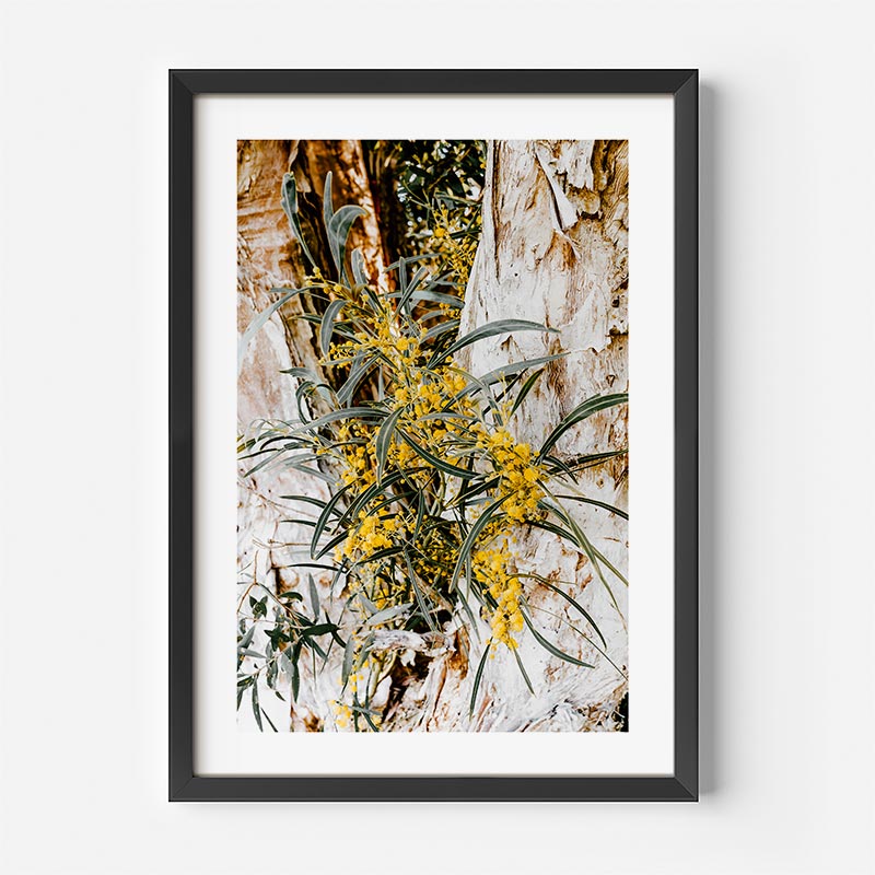Pom Pom Wattles Art Print