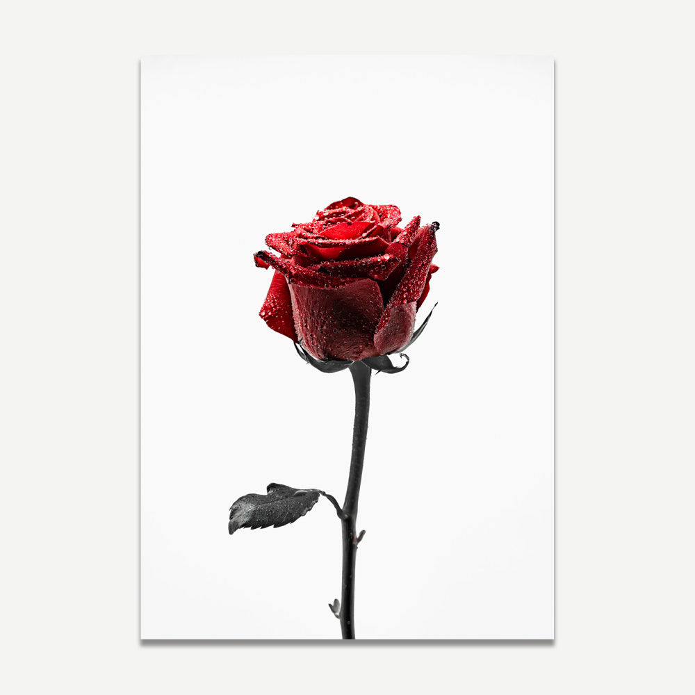 A close-up photograph of a red rose with water droplets on its petals, set against a white background.