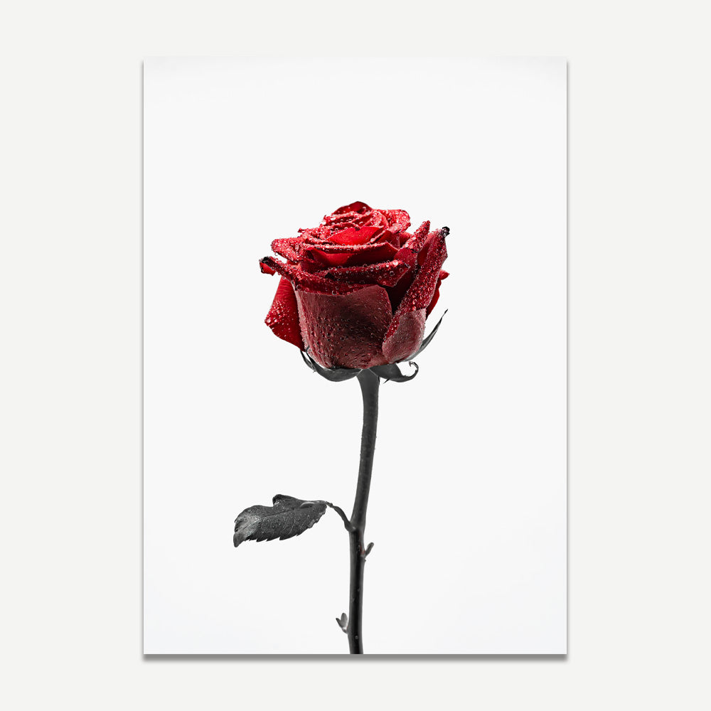 Set of 2 Art Prints - Red Rose in the Rain & Red Rose Rain Drops