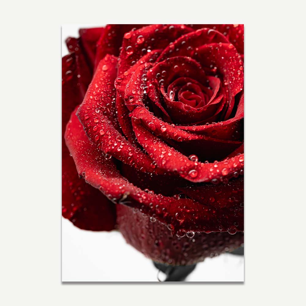 A close-up art photo of a red rose with water droplets on its petals.