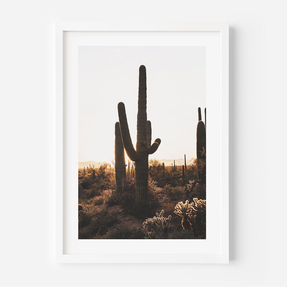 Set of 3 - Saguaro Park I,II & III