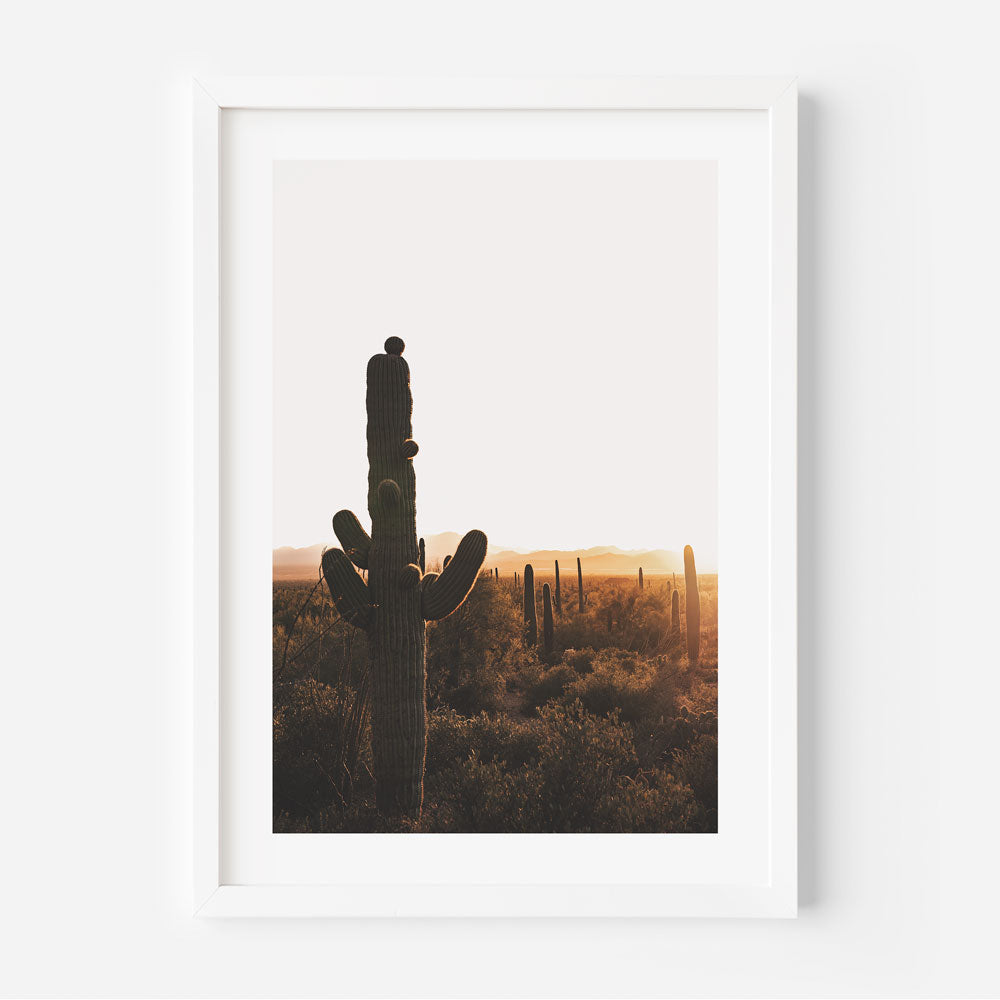 Set of 3 - Saguaro Park I,II & III