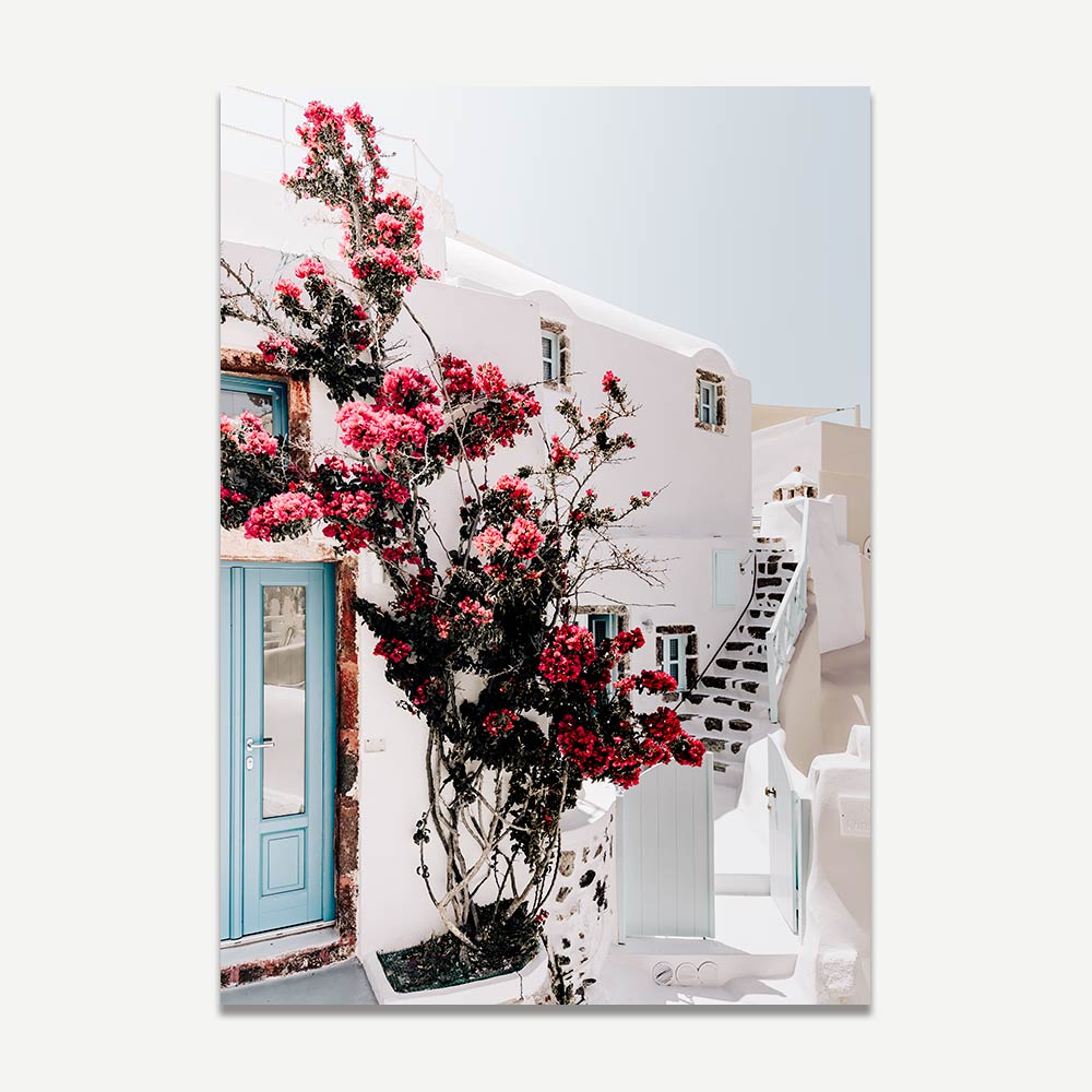 Santorini Blooms