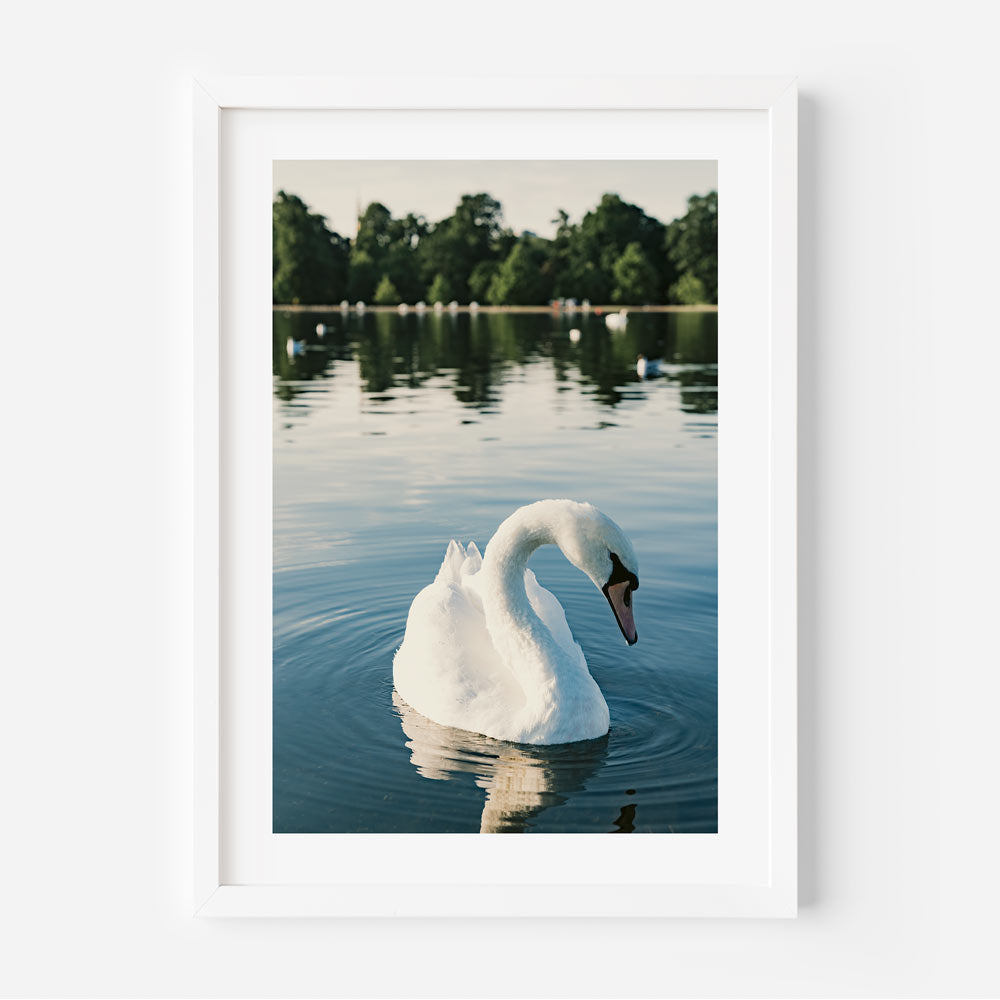 Set of 3 - Kensington Gardens II, White Swan & Kensington Gardens I