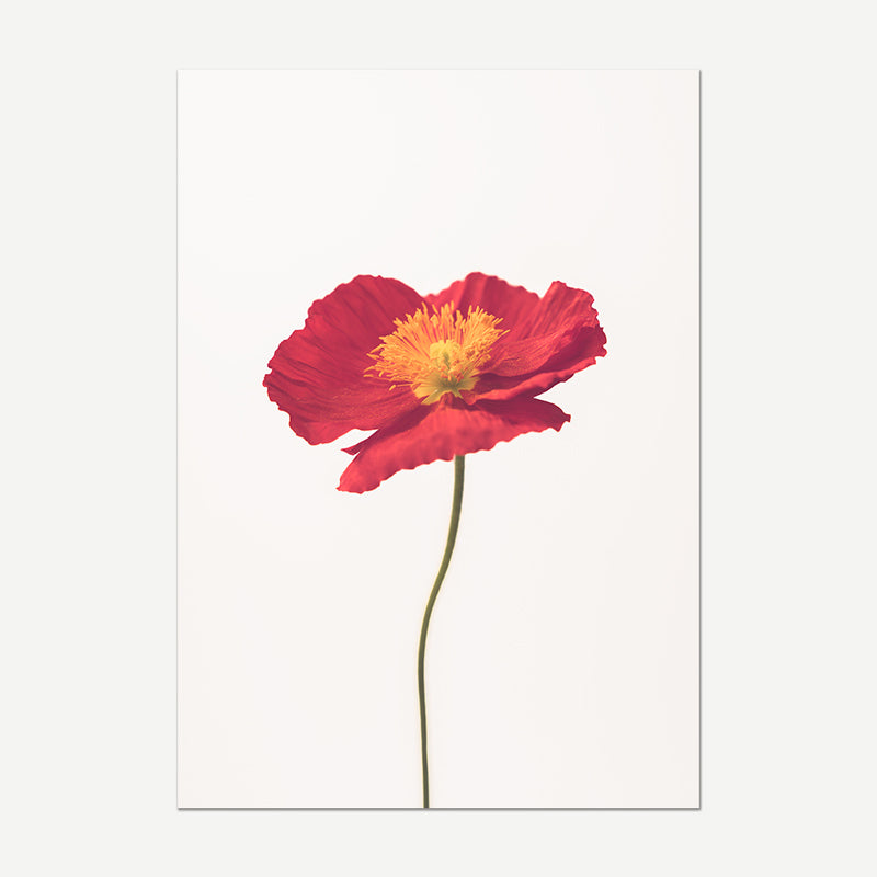 Solo Red Poppy Fine Art