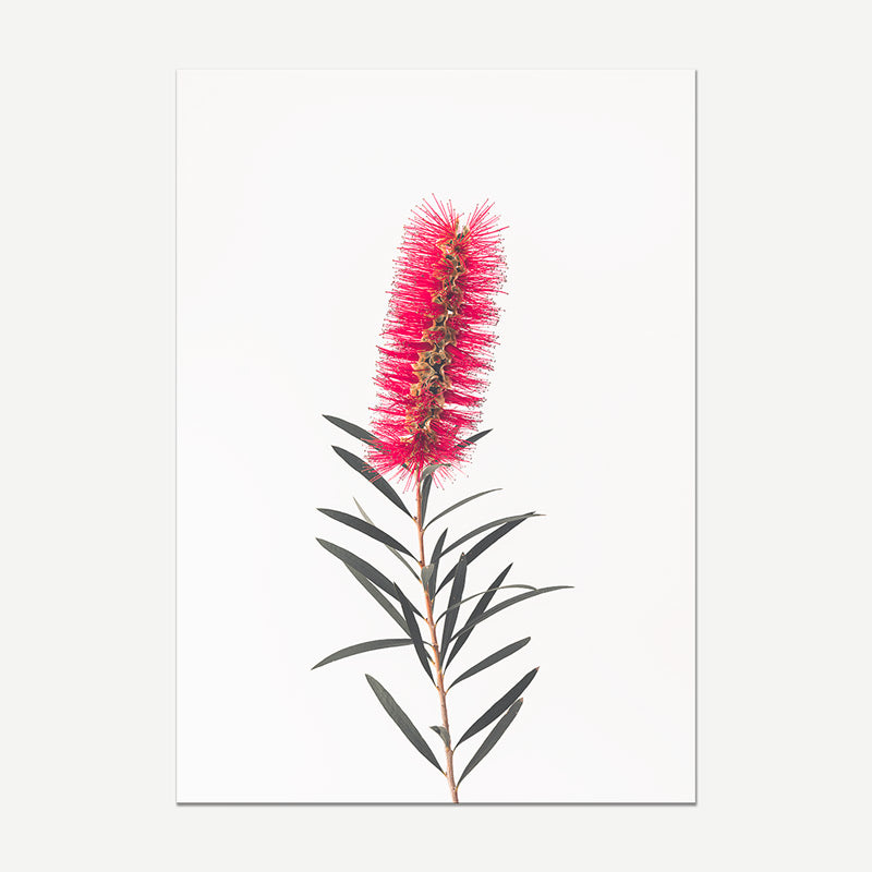 Solo Bottle Brush Flower Fine Art