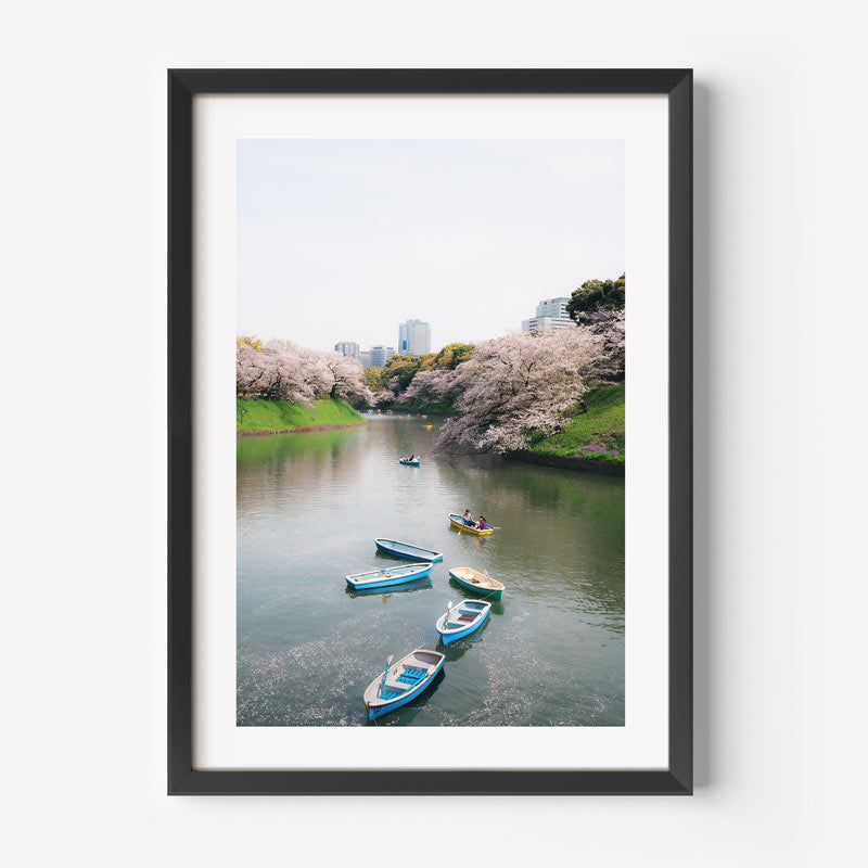 Sakura Drift Art Print