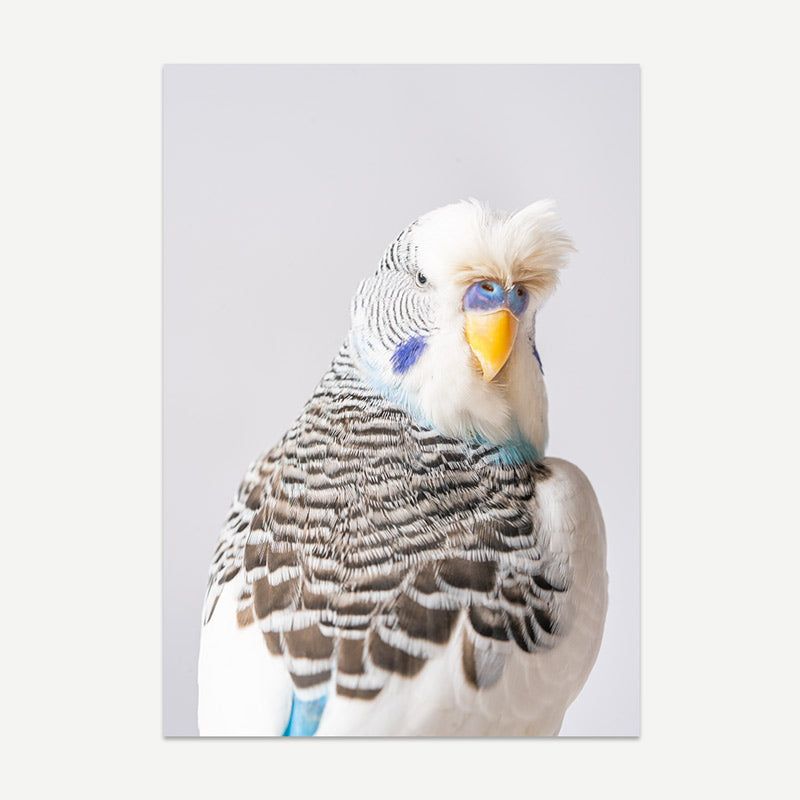 Tufted Pied Budgerigar Art Print