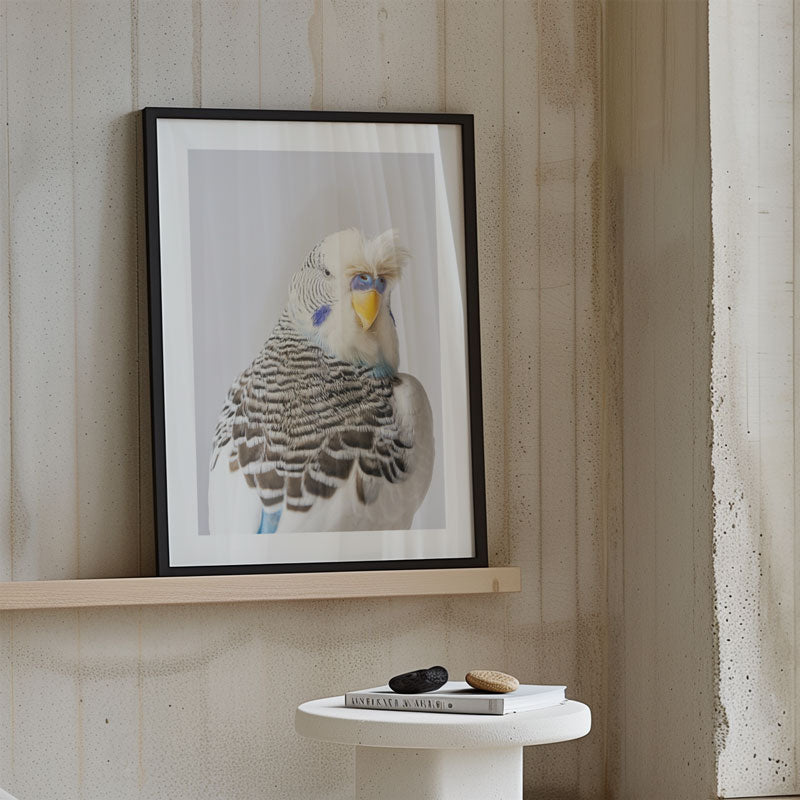 Tufted Pied Budgerigar Art Print