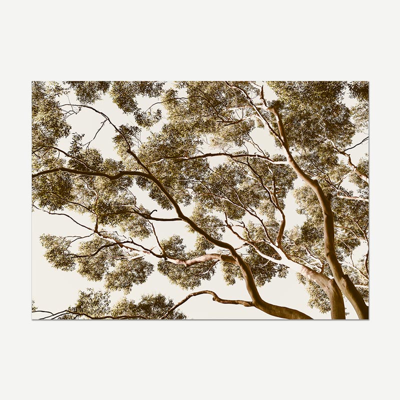 Tree branches against a light beige sky