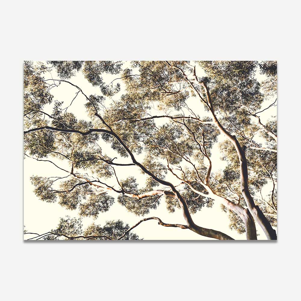 Under Gum Tree Art Print