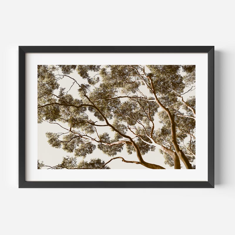 Framed photograph of tree branches against a light background