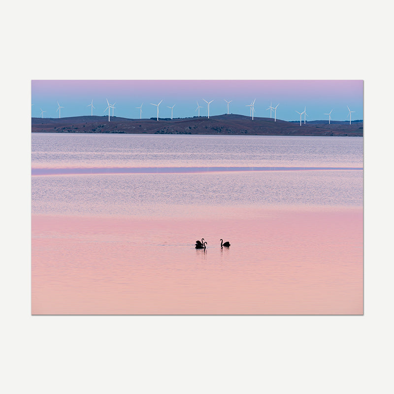Two swans on a pink lake with wind turbines in the background