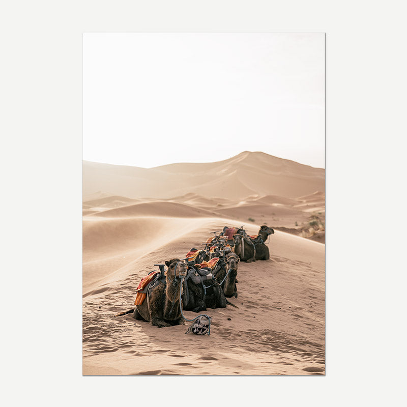 Camels in a desert landscape with sand dunes