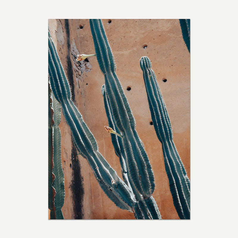 Cactus against a textured beige wall