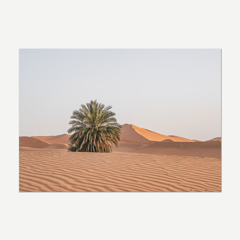 Desert landscape with a palm tree and sand dunes