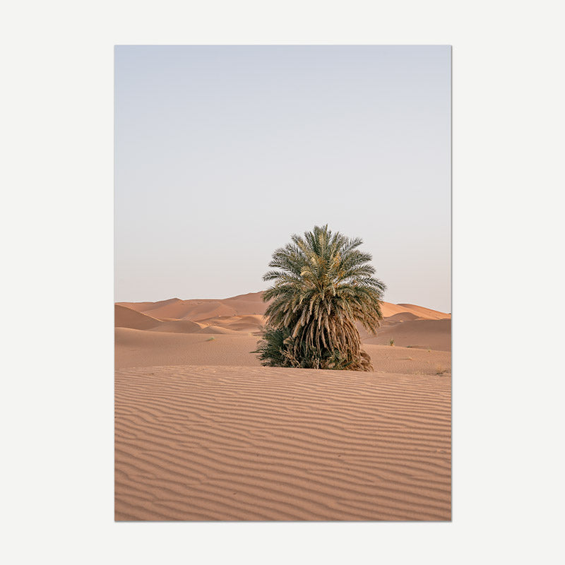 Palm tree in the middle of a desert with sand dunes and a clear sky.