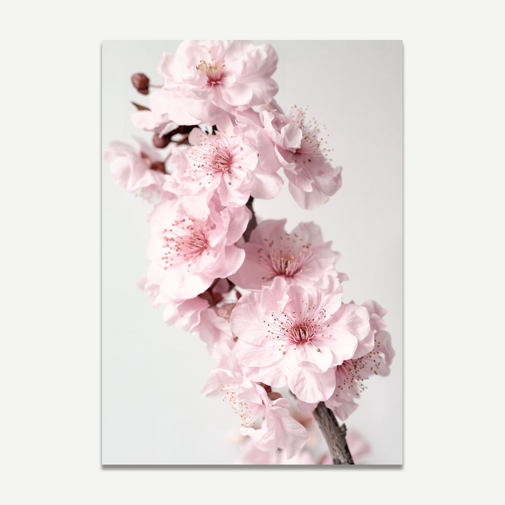 A photograph of a branch with pink blossoms against a white background.
