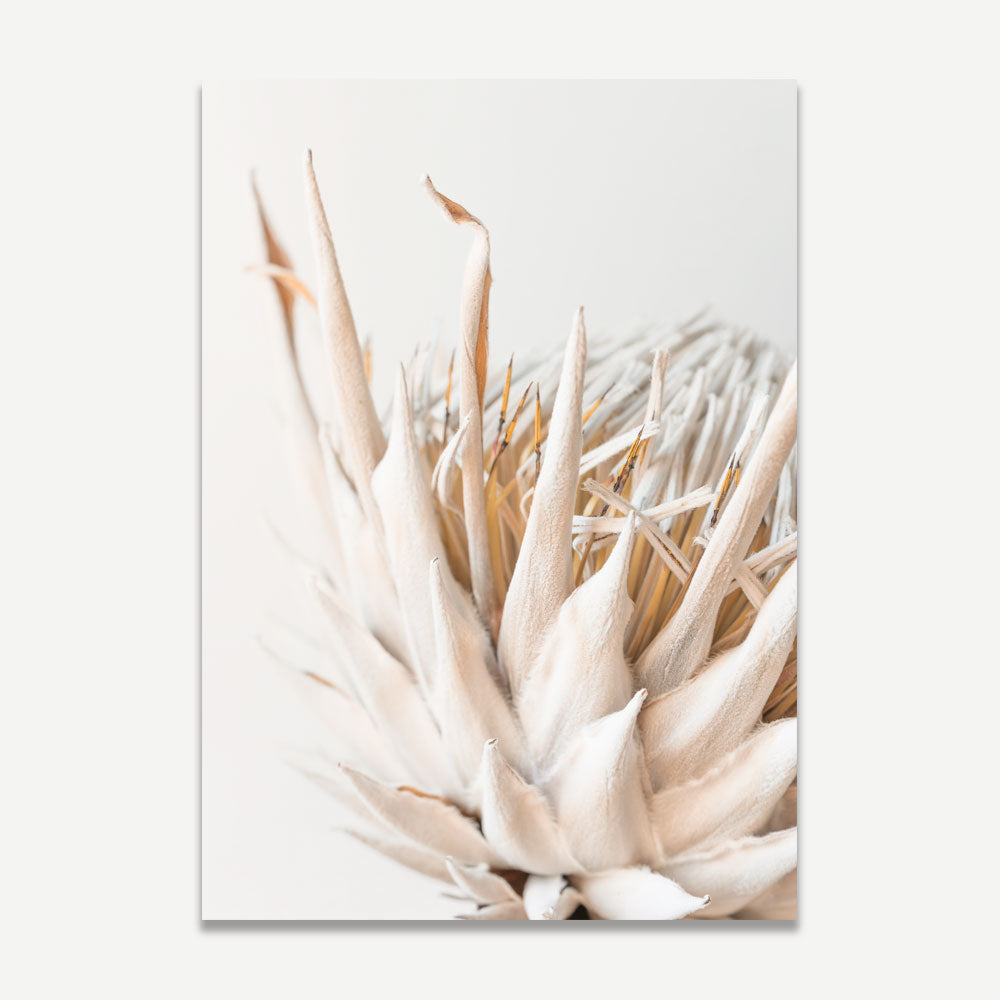A photographic print of a beige and white Protea flower.